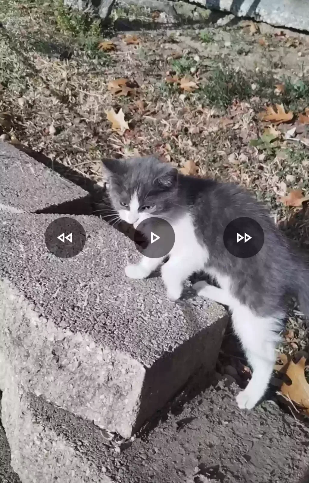 Found cat in Keller, TX, 76248
