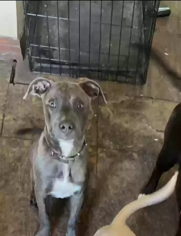 Lost dog in Hattiesburg, MS, 39401