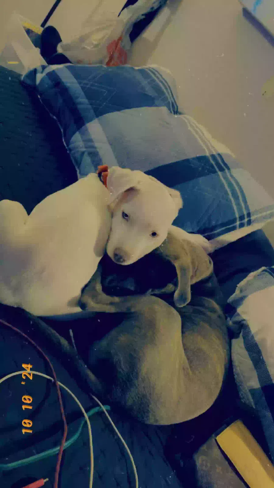 Lost dog in Hattiesburg, MS, 39401