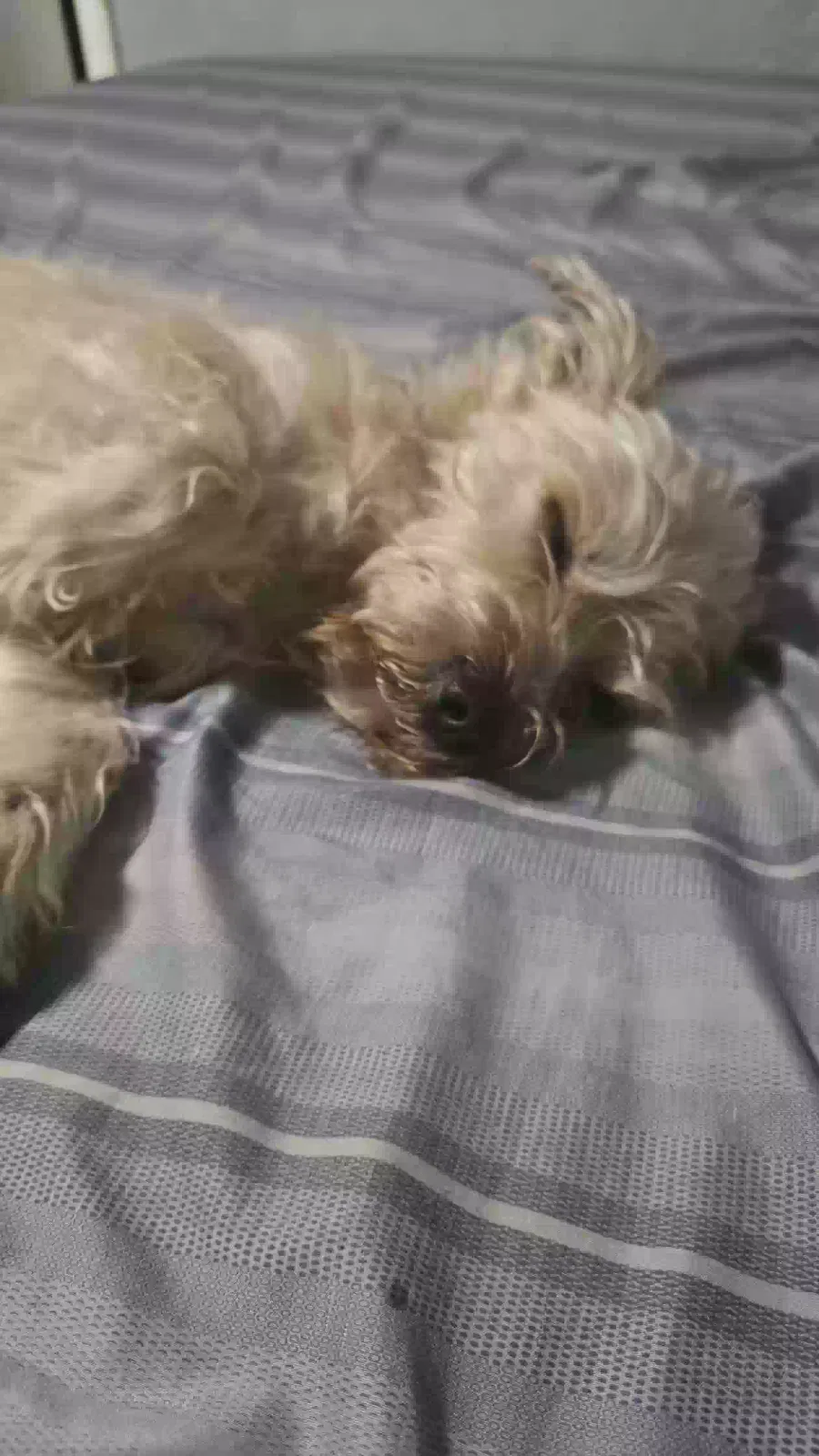 Lost dog in Houston, TX, 77099