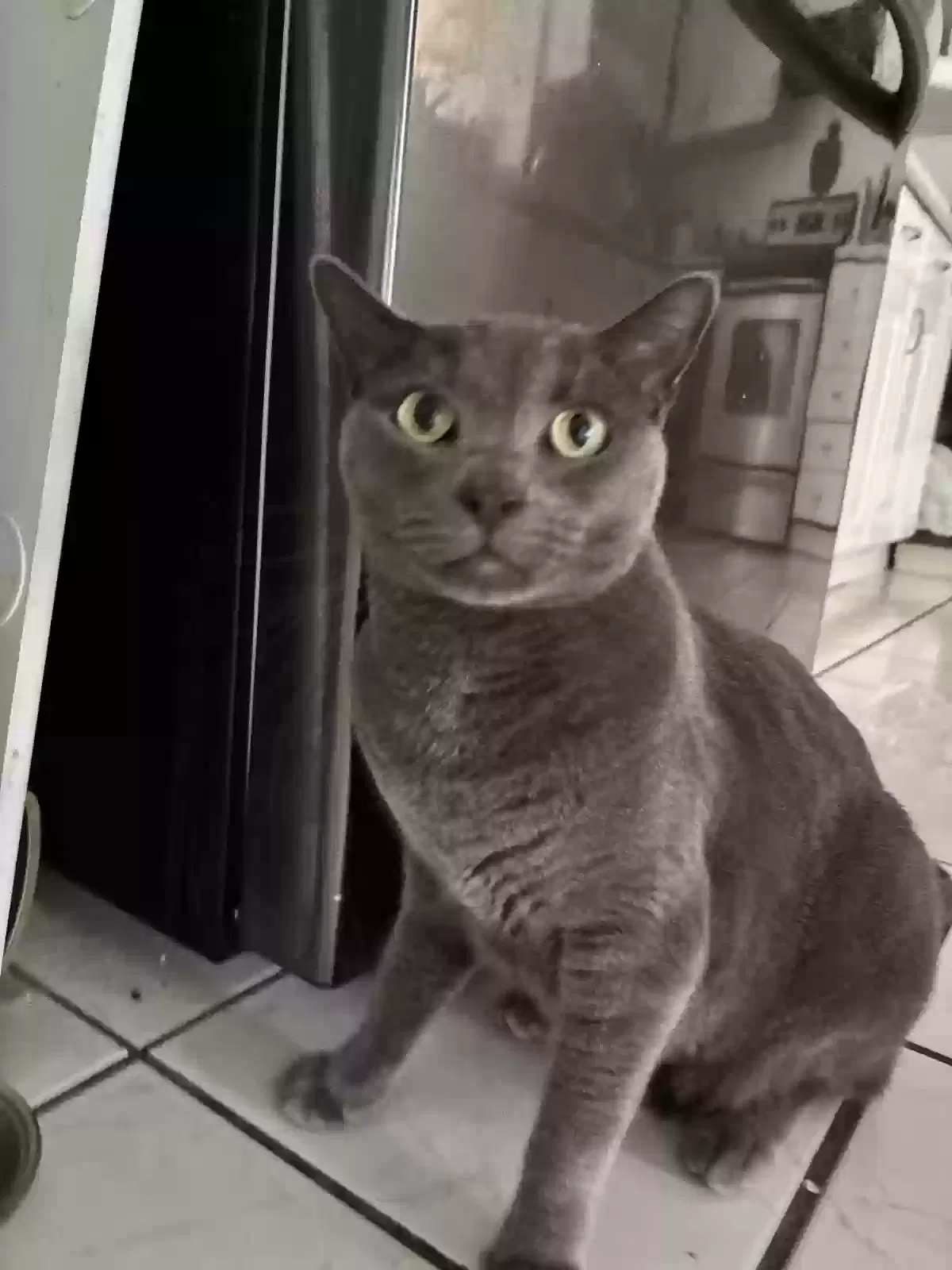 Lost cat in San Diego, CA, 92139
