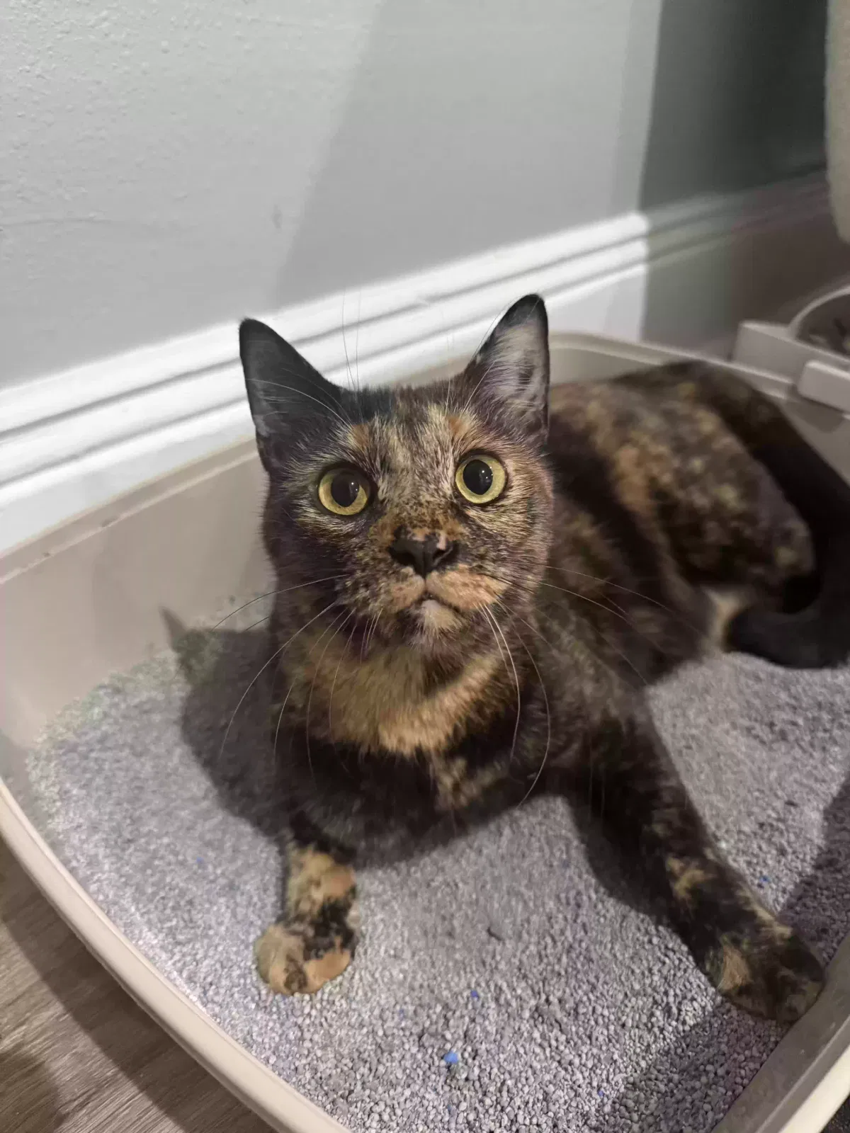 Lost cat in Metairie, LA, 70001