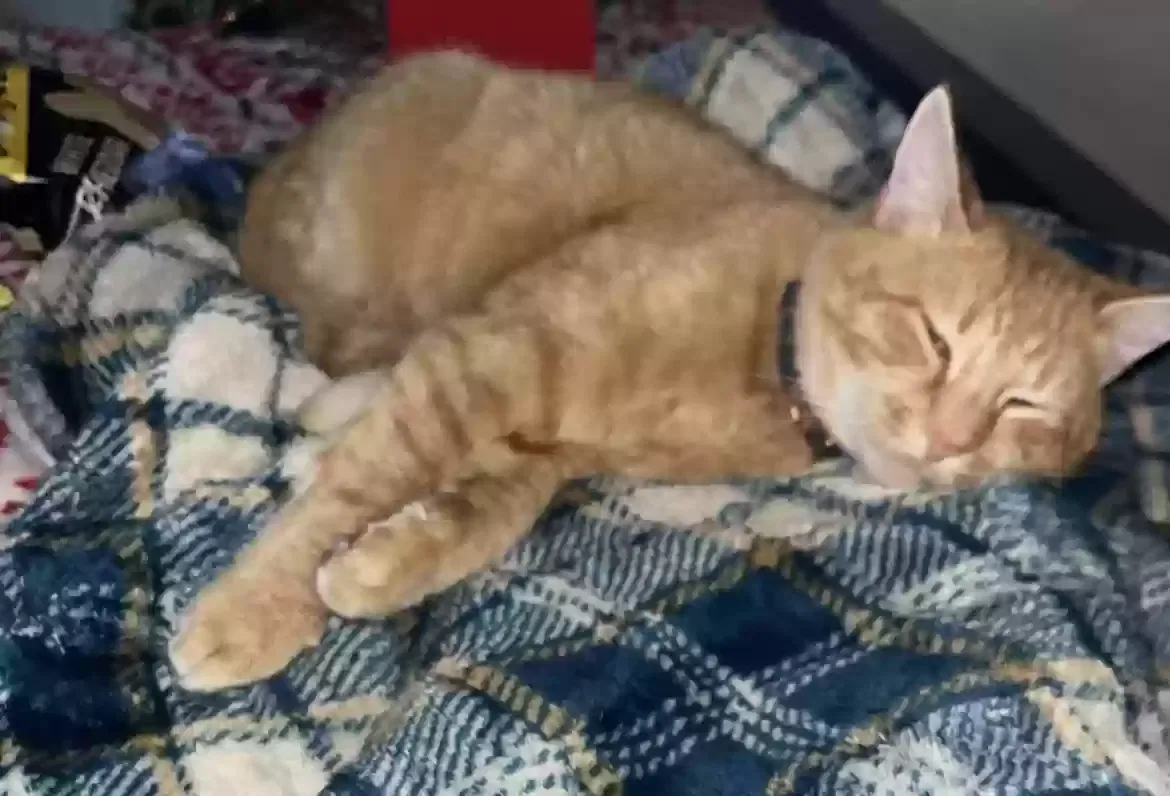 Lost cat in Frackville, PA, 17931