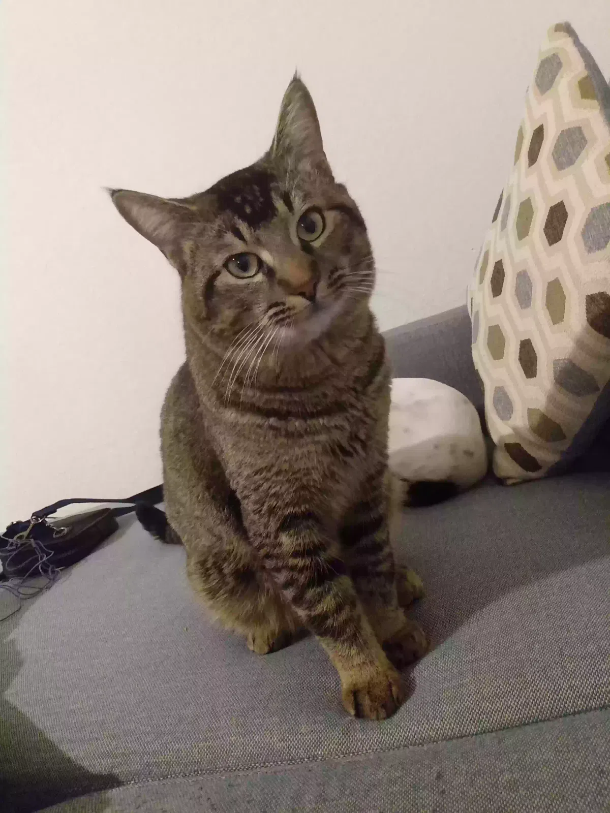 Lost cat in Oklahoma City, OK, 73106