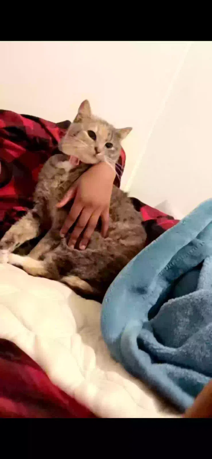 Lost cat in Princeton, TX, 75407