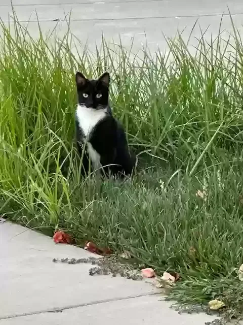 Lost cat in Manteca, CA, 95337
