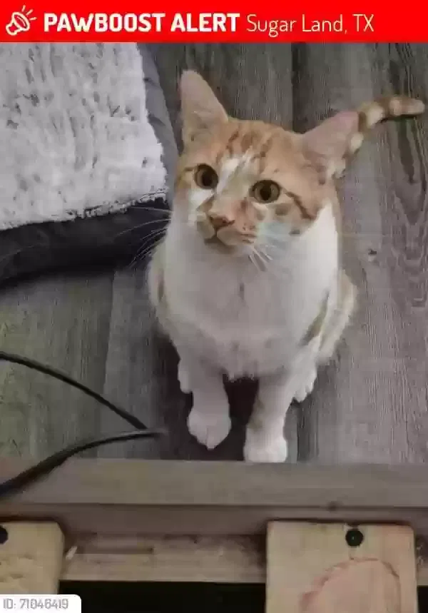 Lost cat in Sugar Land, TX, 77498