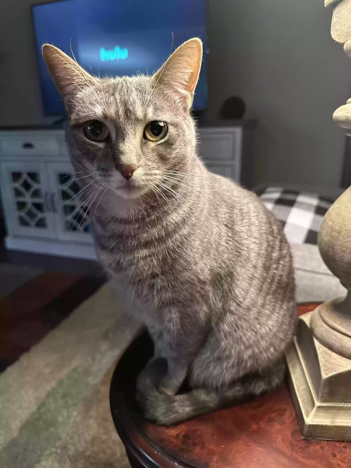 Lost cat in Wetumpka, AL, 36093