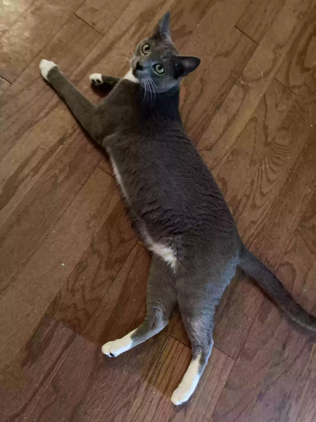 Lost cat in Hattiesburg, MS, 39402