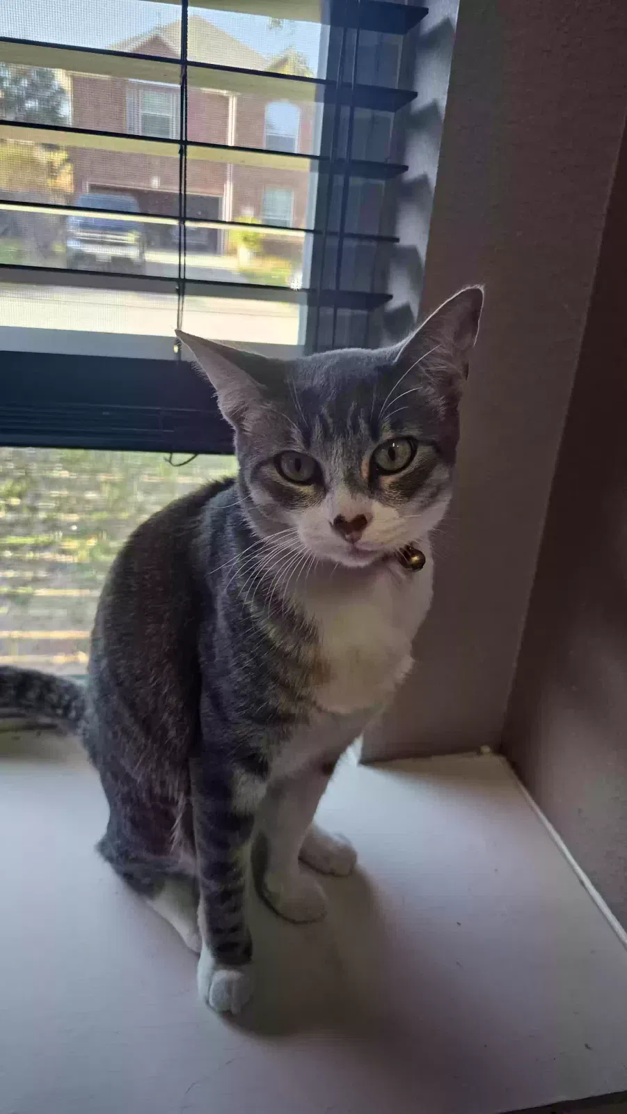 Lost cat in Houston, TX, 77040