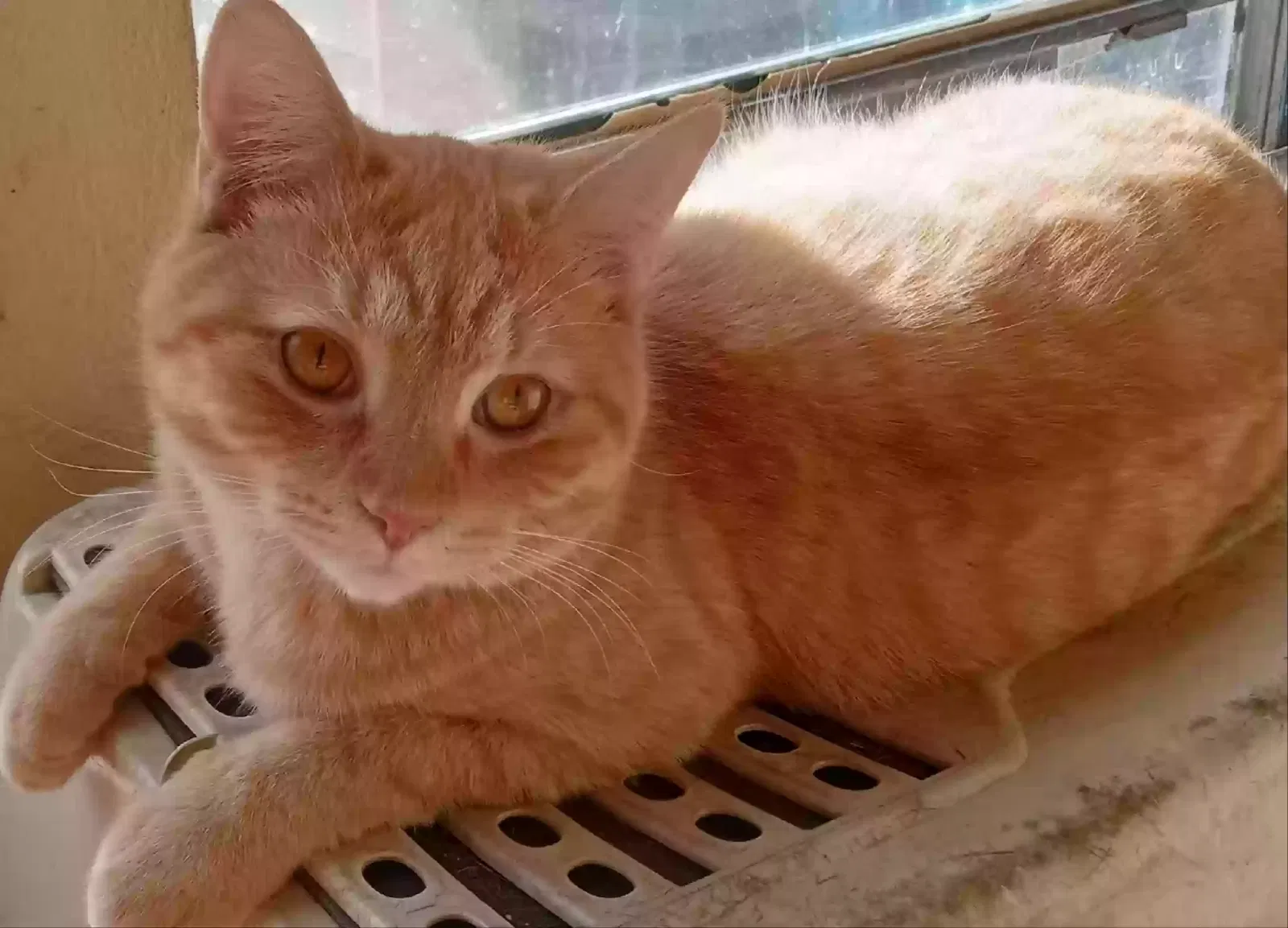 Lost cat in Indianapolis, IN, 46227