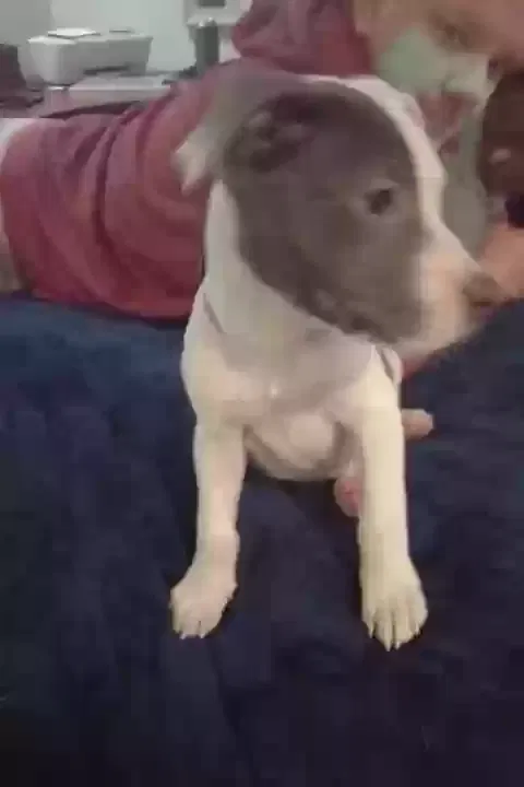 Lost dog in Fort Worth, TX, 76111