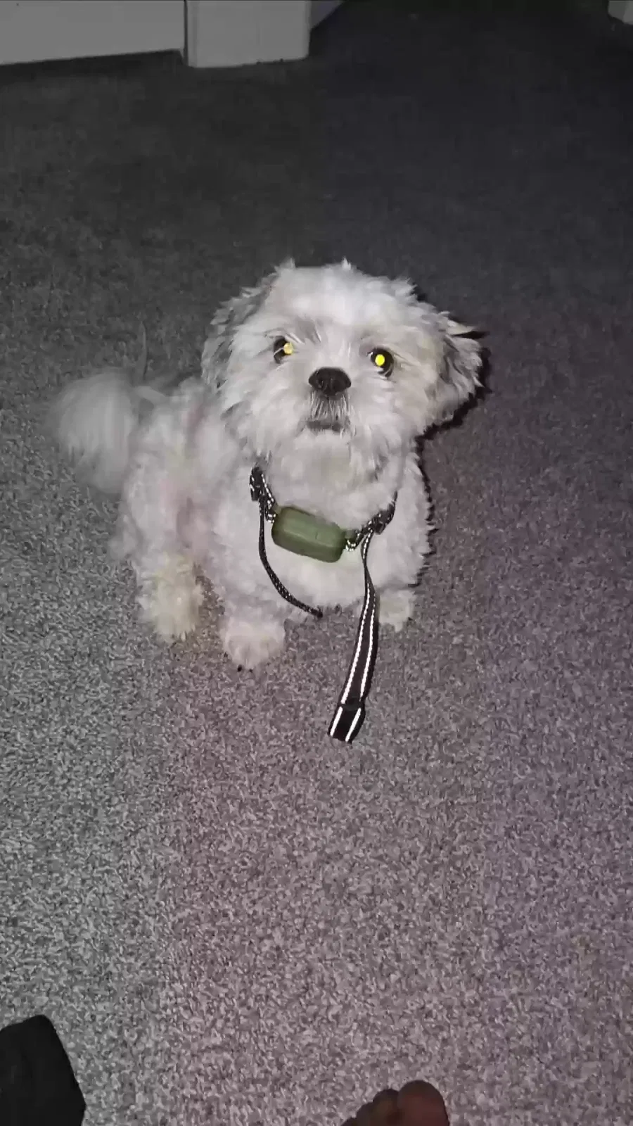 Lost dog in Baltimore, MD, 21213