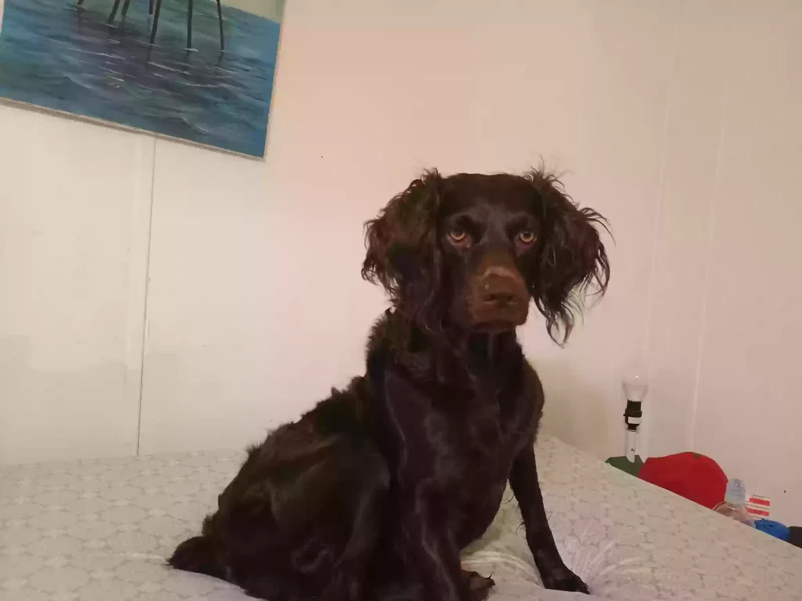 Lost dog in Theodore, AL, 36582