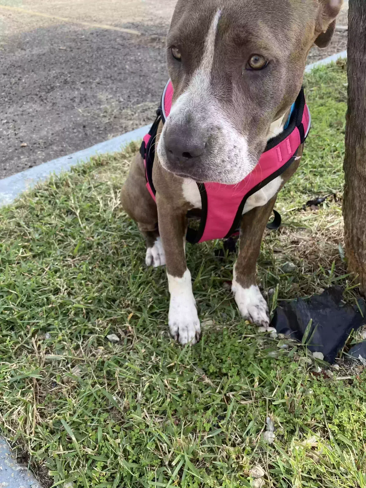 Lost dog in New Orleans, LA, 70117