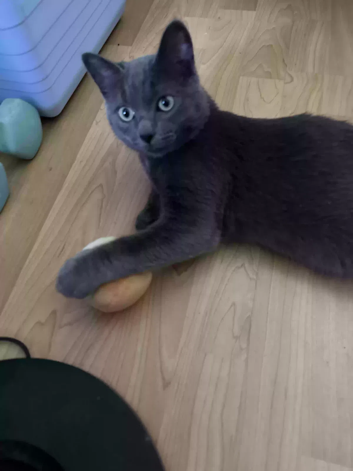 Lost cat in Sun Valley, CA, 91352