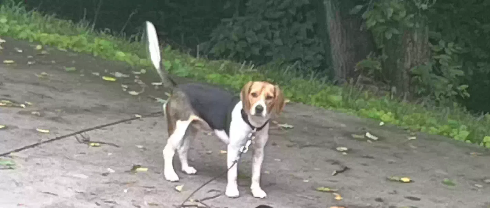Lost dog in Ranger, GA, 30734