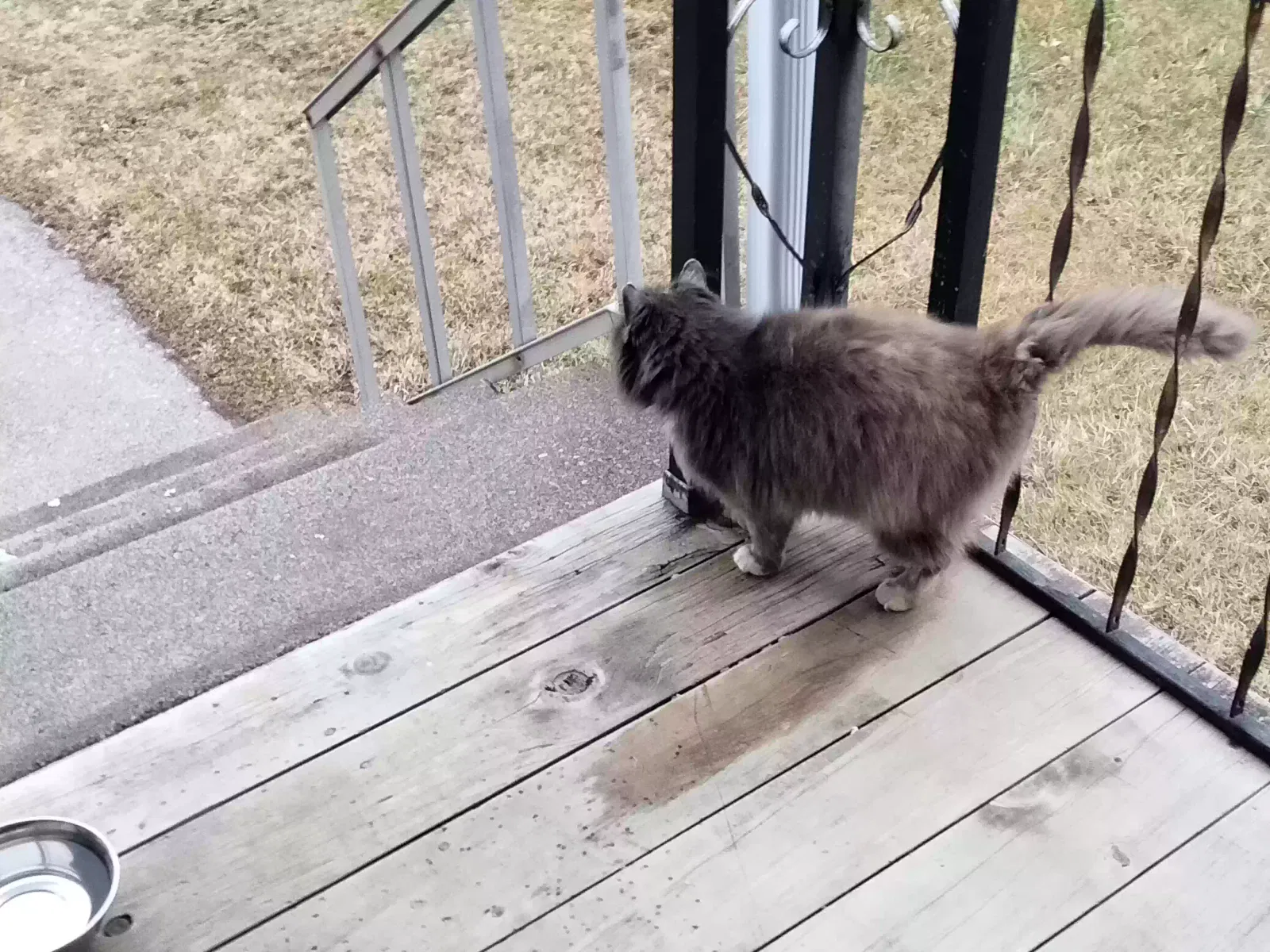 Lost cat in Roseville, MI, 48066