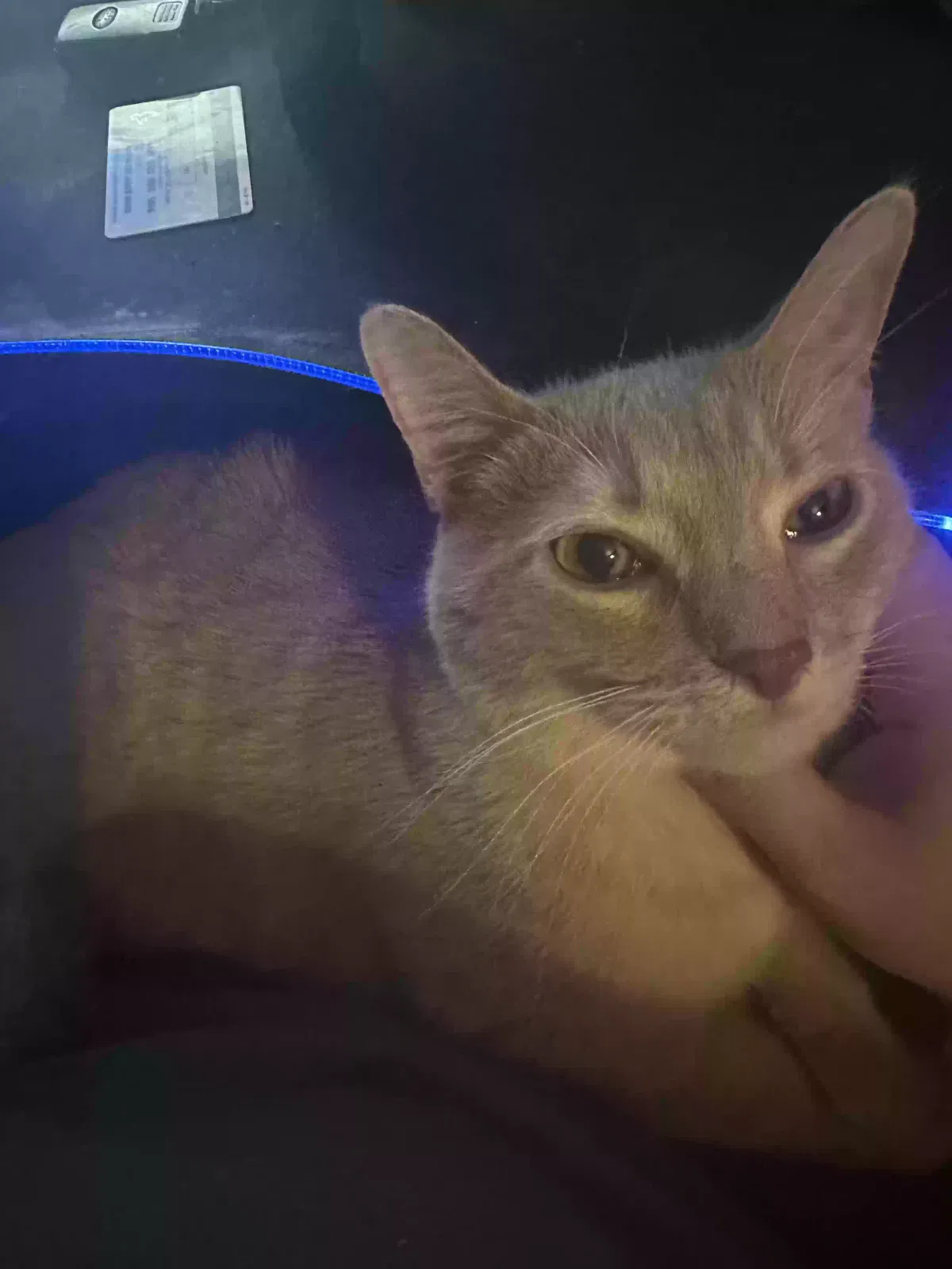 Lost cat in Florissant, MO, 63033