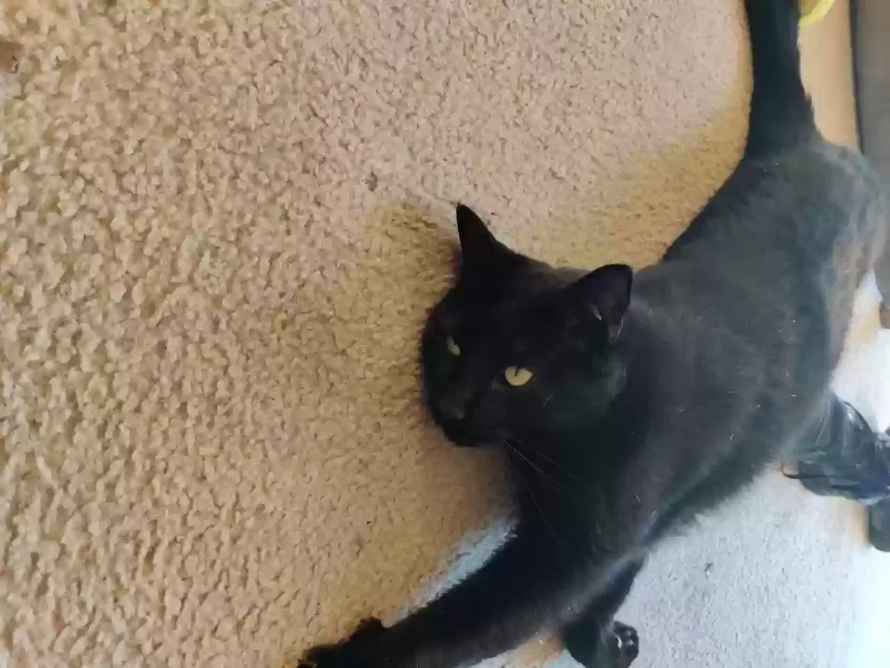 Lost cat in Richmond, KY, 40475