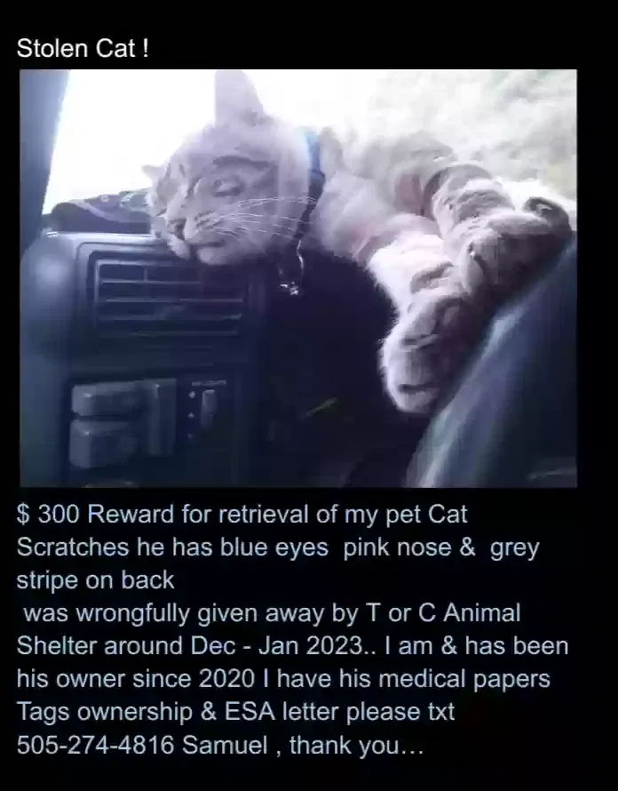 Lost cat in Truth Or Consequences, NM, 87901