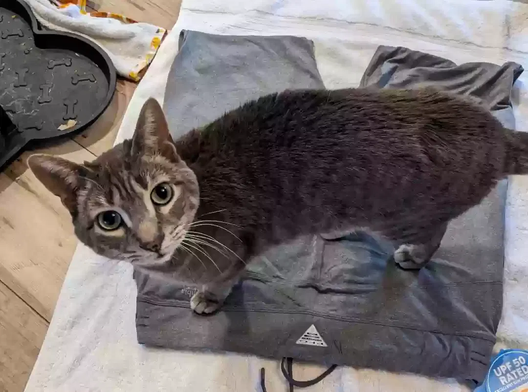 Lost cat in Hastings, MN, 55033