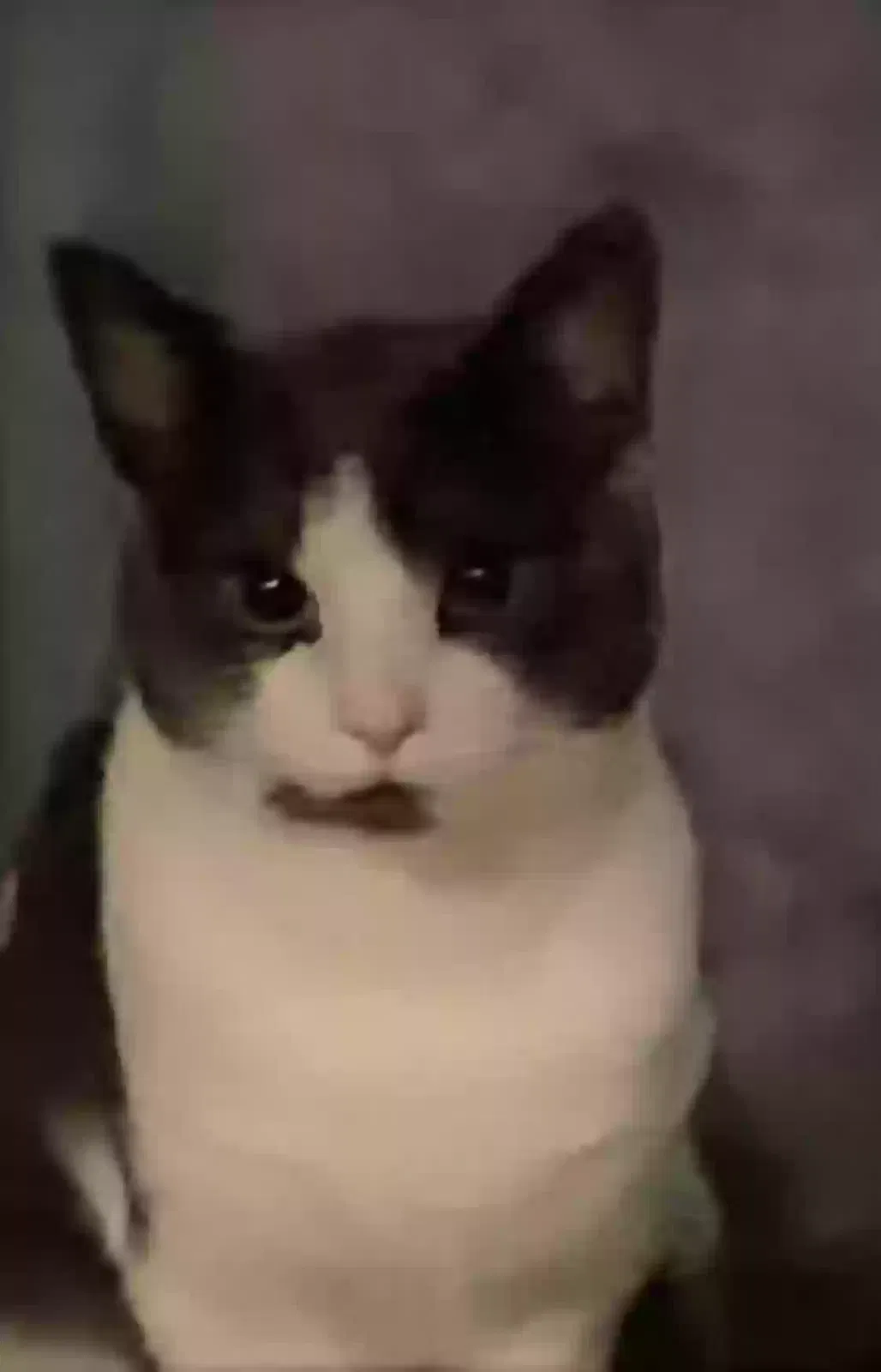 Lost cat in Lugoff, SC, 29078