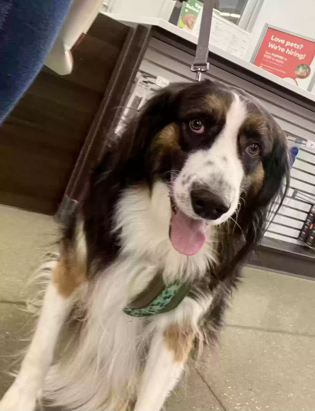 Lost dog in Unknown, TX, 77140