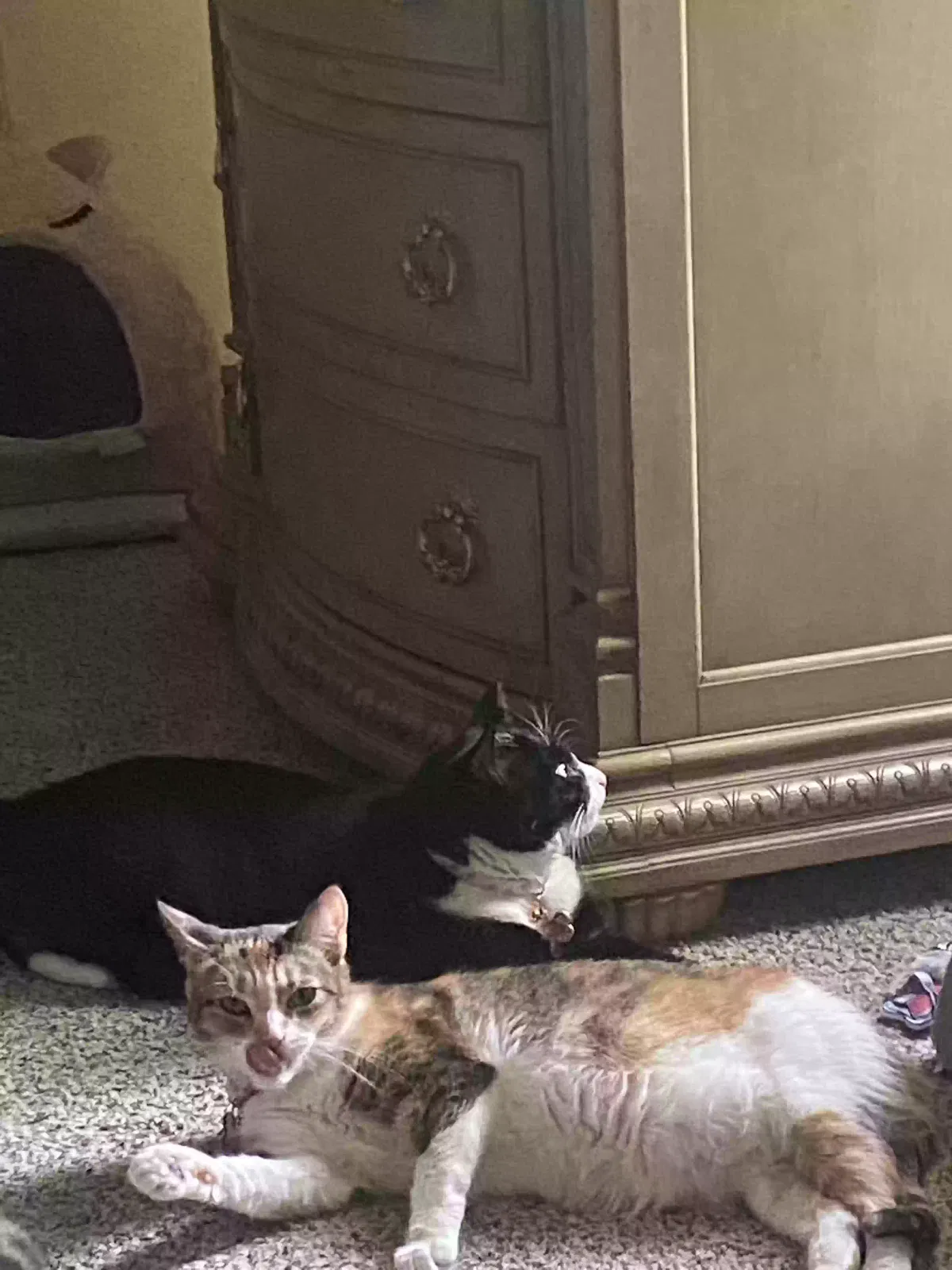 Lost cat in West Deptford, NJ, 8096