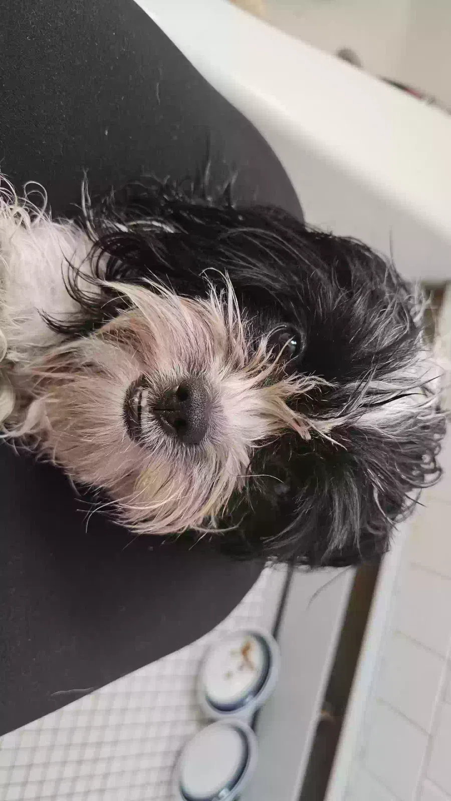 Found dog in Rumford, RI, 2916