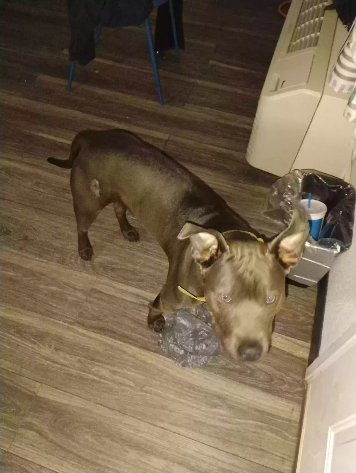Lost dog in Irmo, SC, 29063