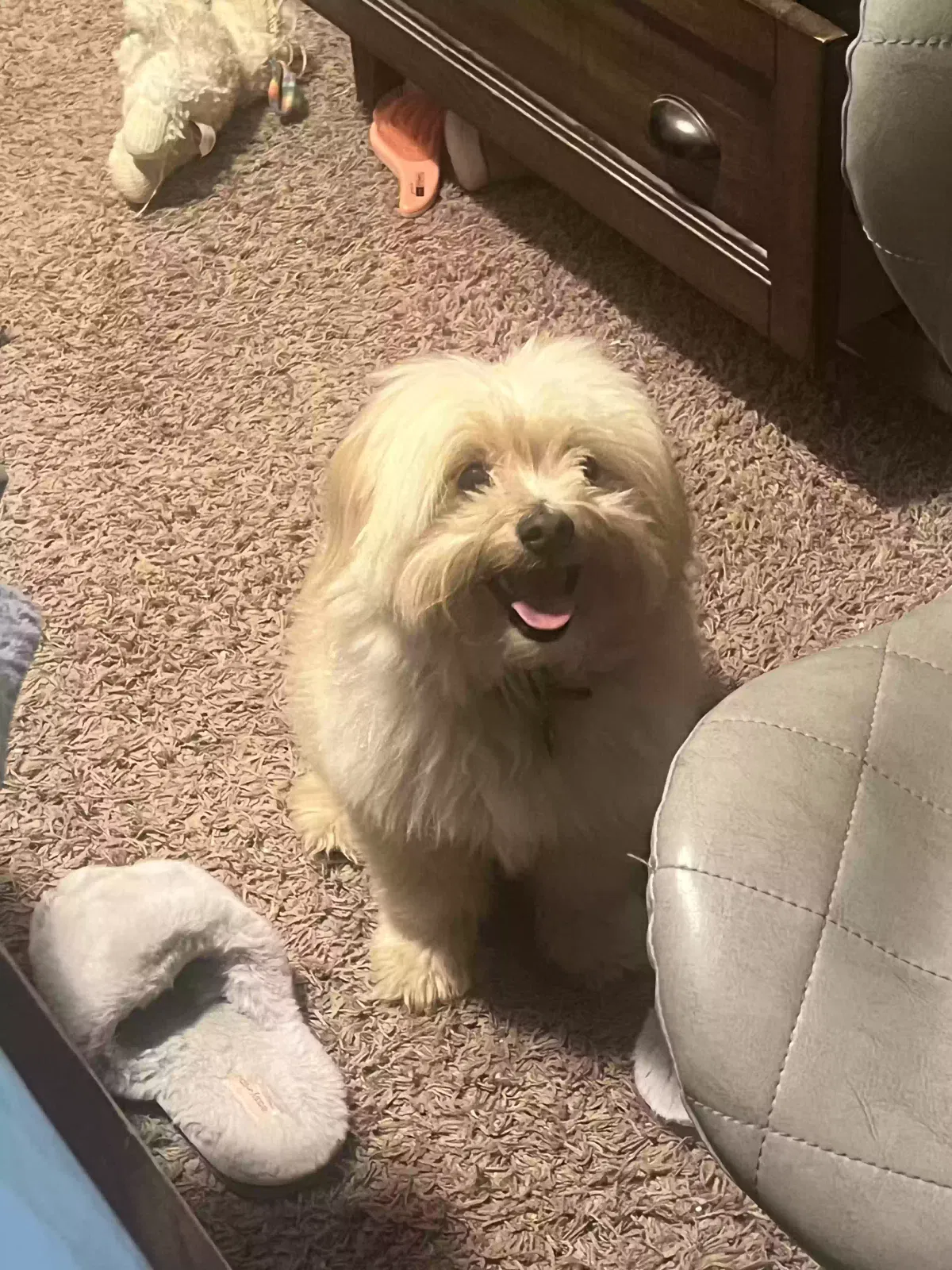 Lost dog in Fresno, CA, 93722