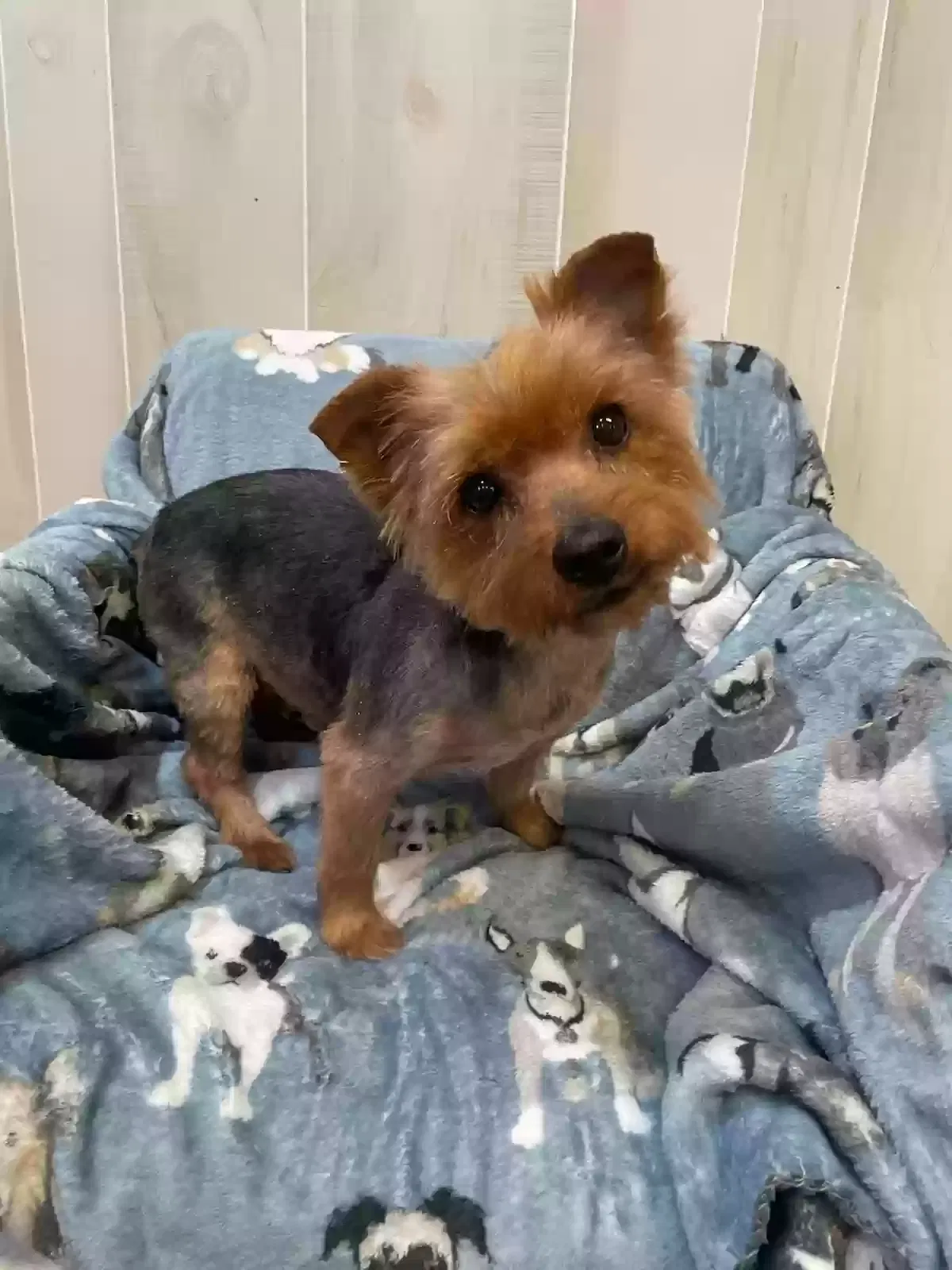 Lost dog in Chattanooga, TN, 37407