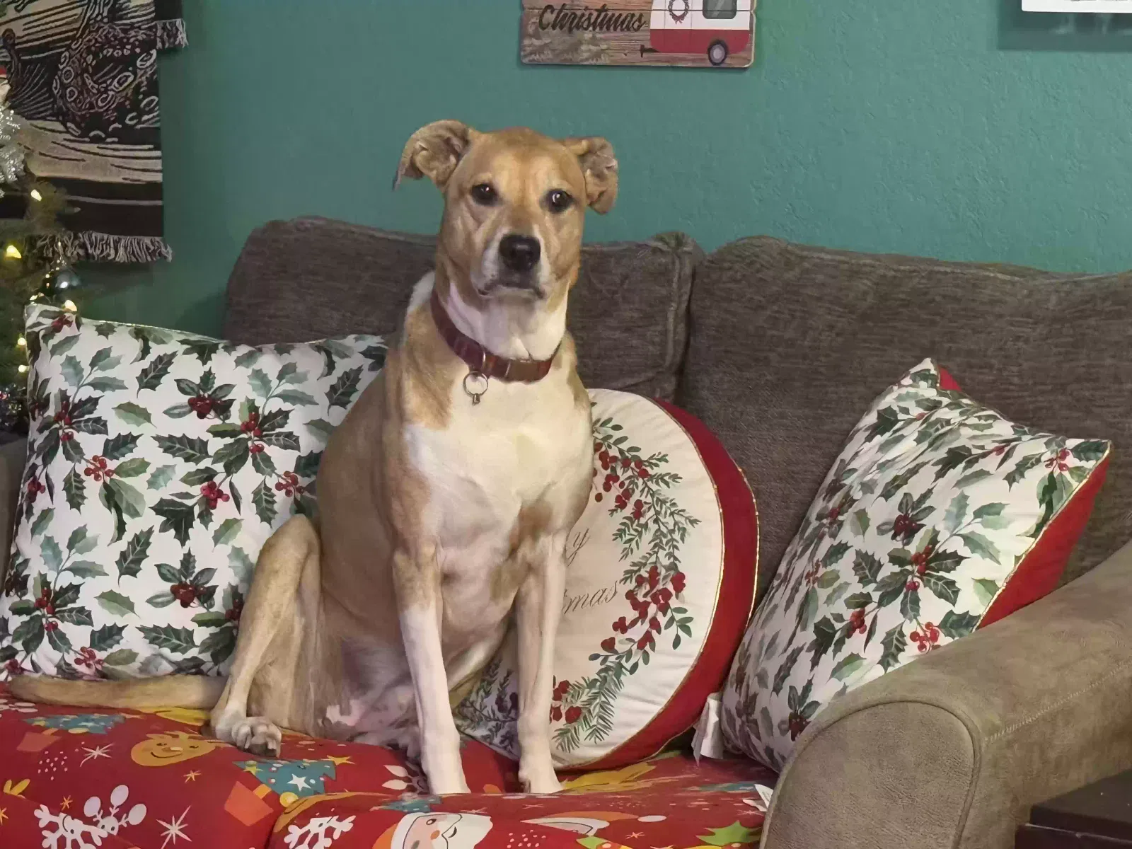 Lost dog in Mesquite, TX, 75149