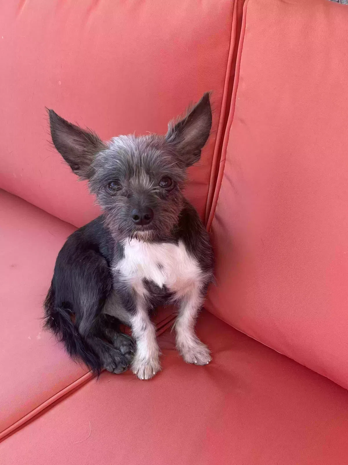 Lost dog in Las Vegas, NV, 89129