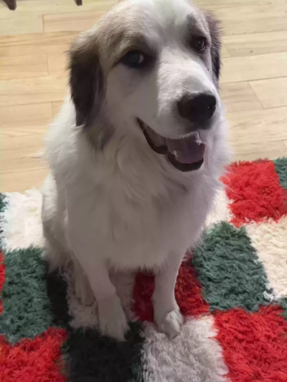 Lost dog in Mesquite, TX, 75149