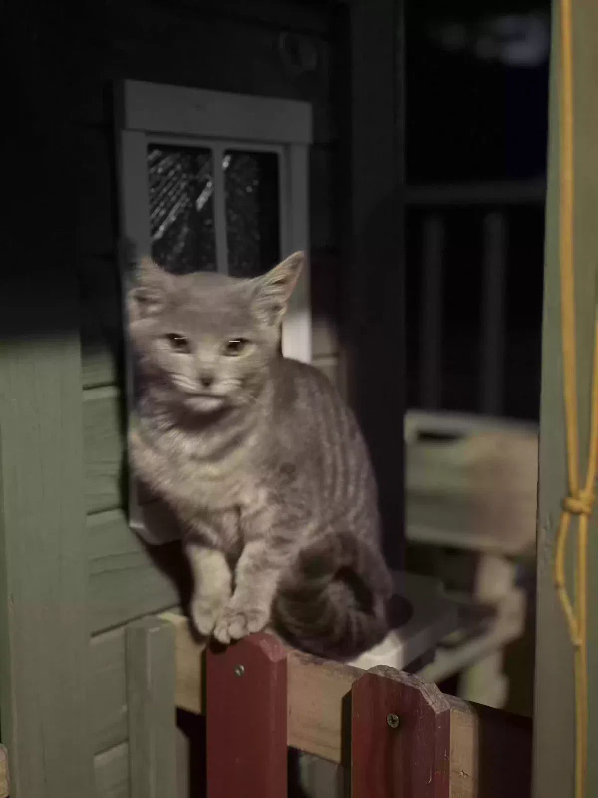 Lost cat in Stockbridge, GA, 30281