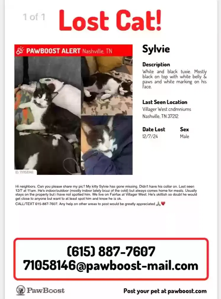 Lost cat in Nashville, TN, 37212