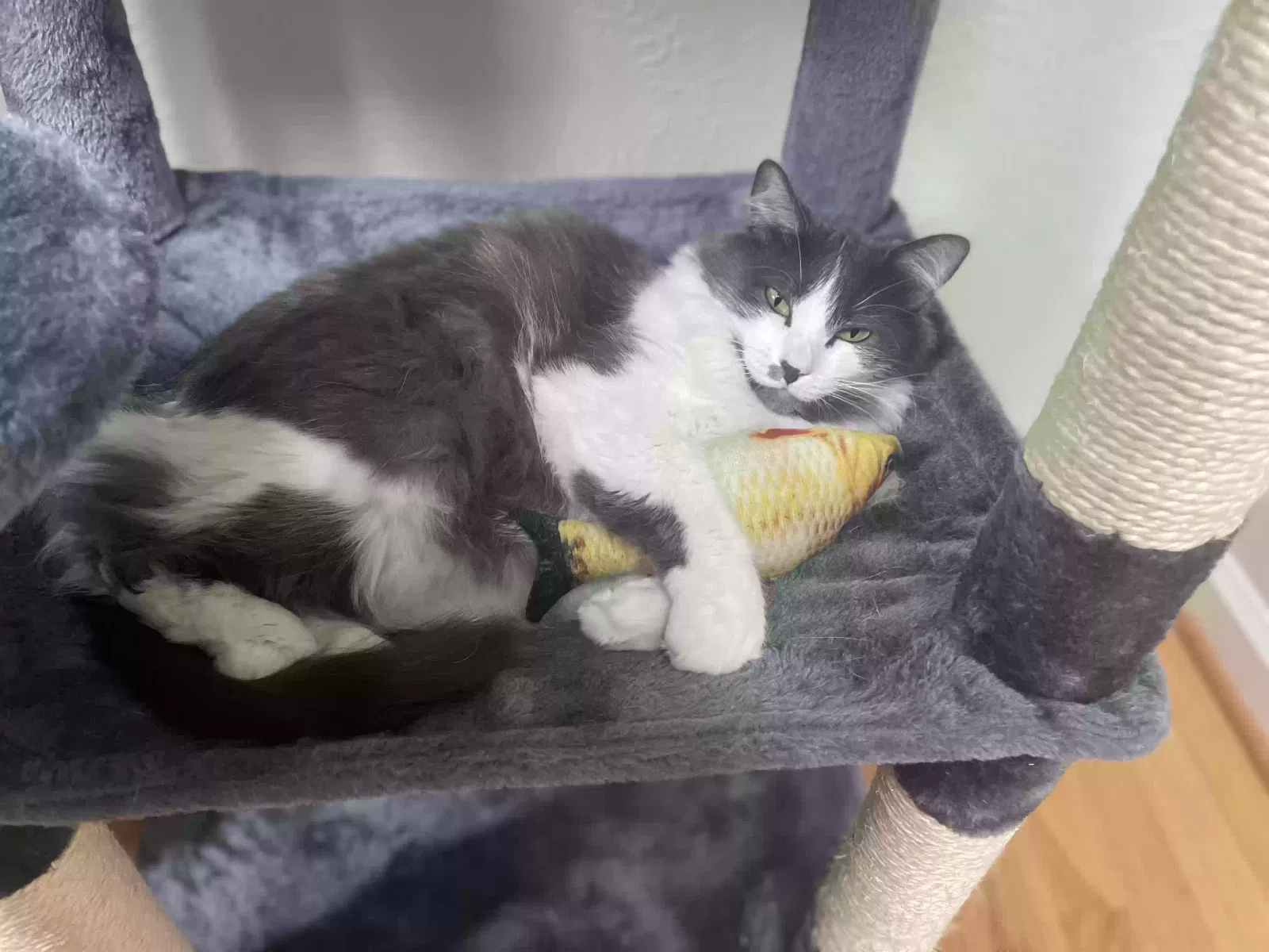 Lost cat in Denver, CO, 80204