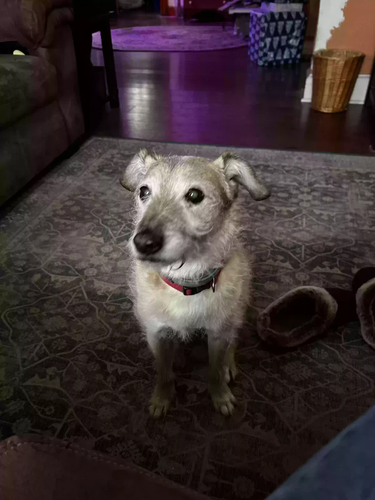 Lost dog in Corning, NY, 14830