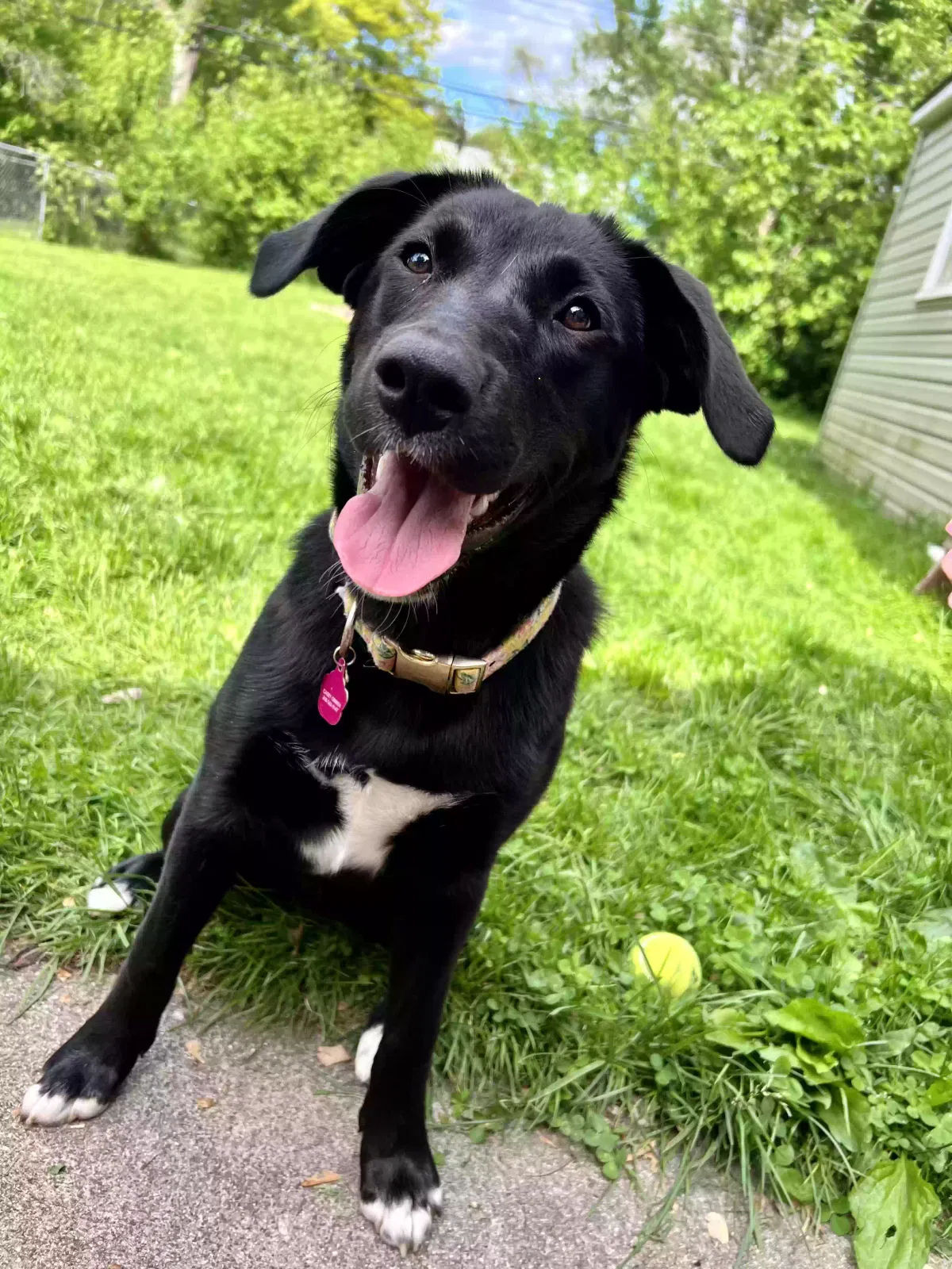 Lost dog in Rochester, MI, 48307