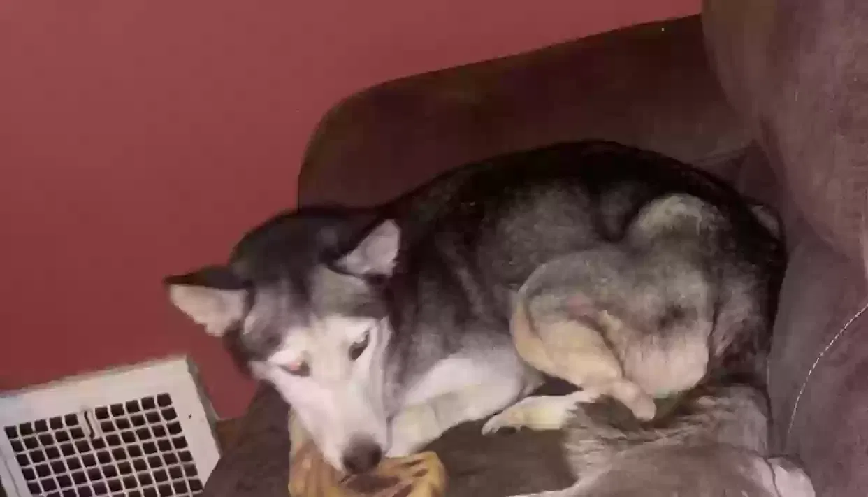 Lost dog in Flint, MI, 48505
