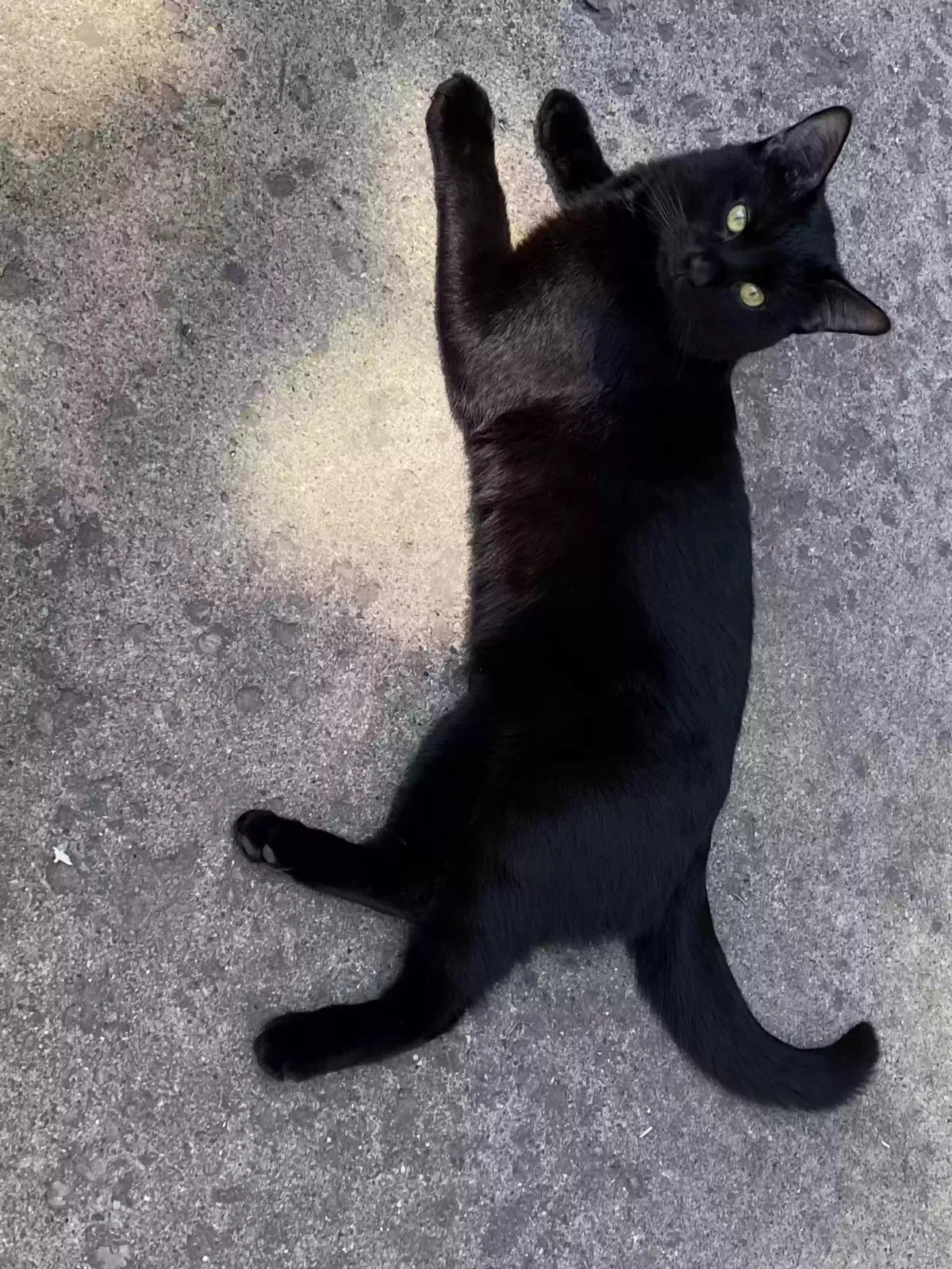 Lost cat in Sioux Falls, SD, 57107