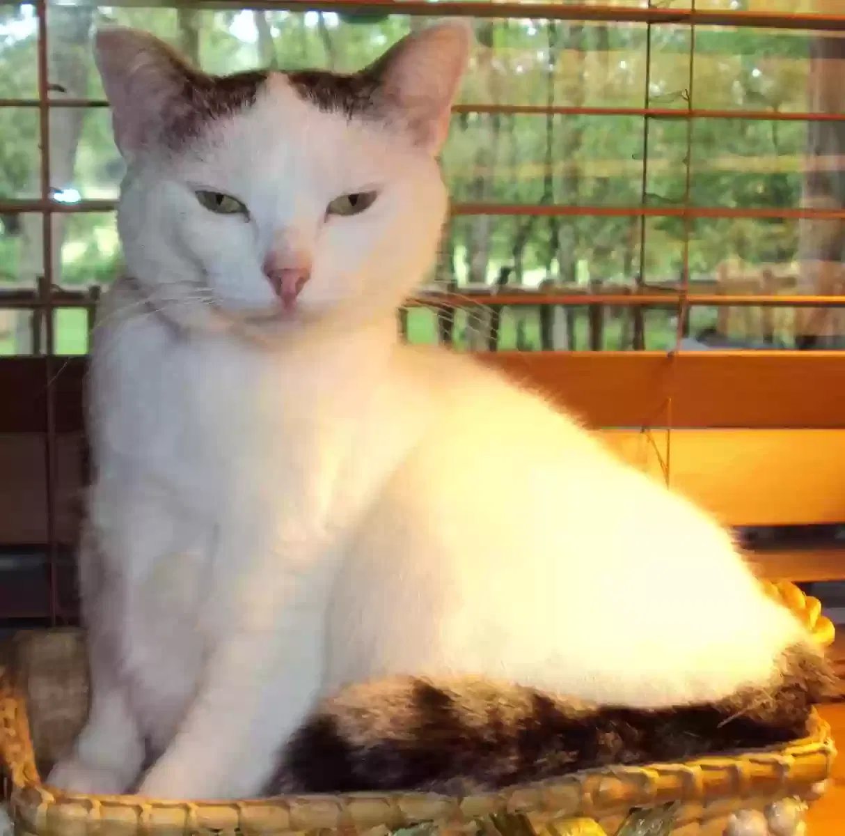 Lost cat in Sequatchie, TN, 37374