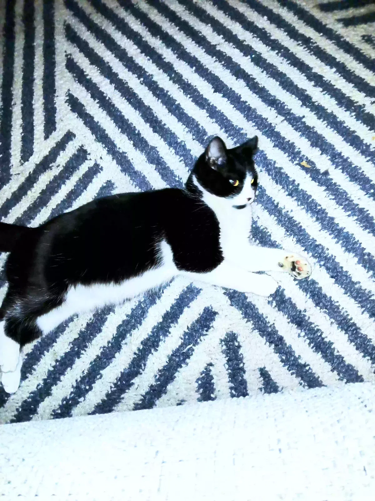 Lost cat in Atwater, CA, 95301
