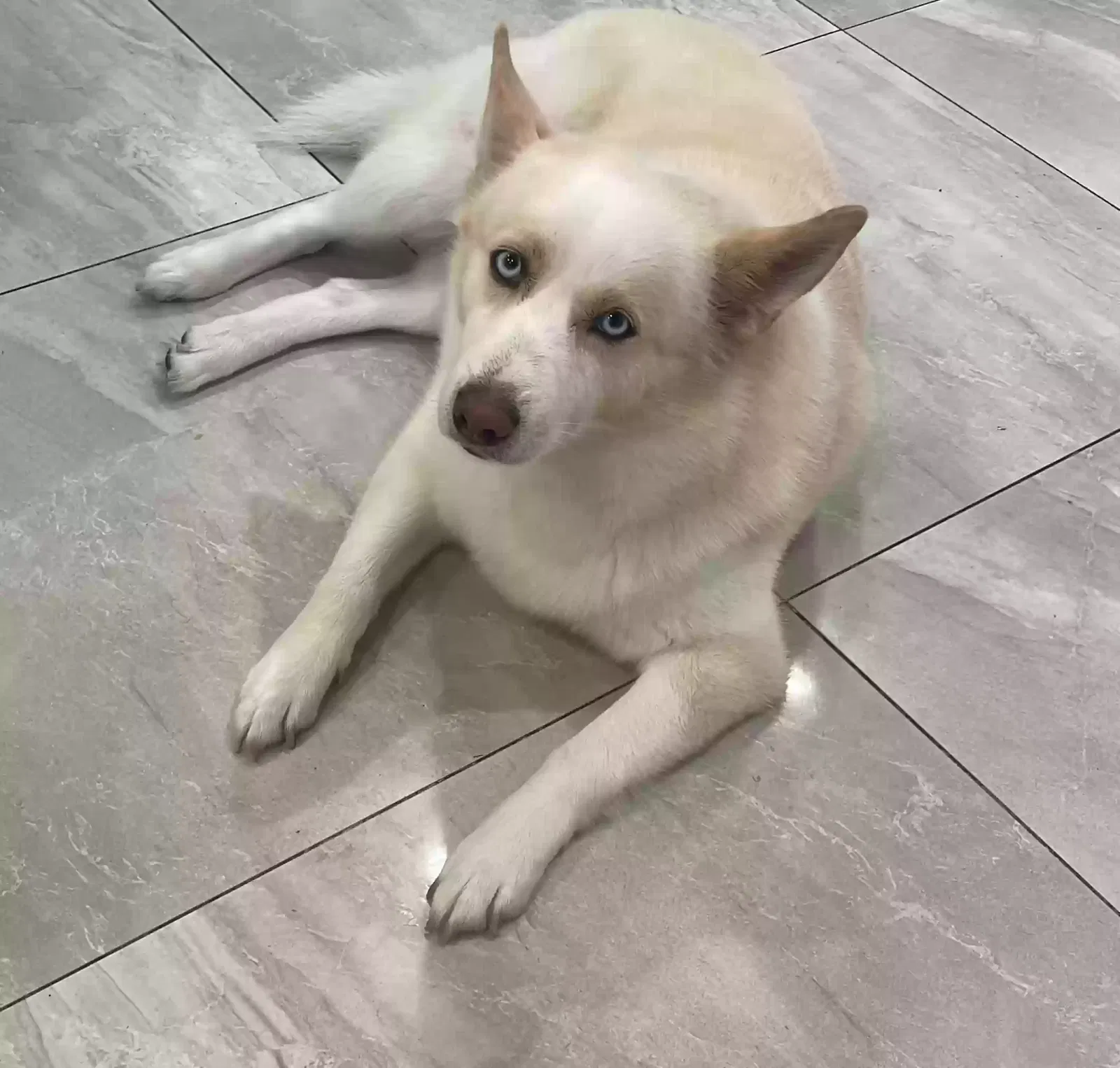 Lost dog in Cape Coral, FL, 33904