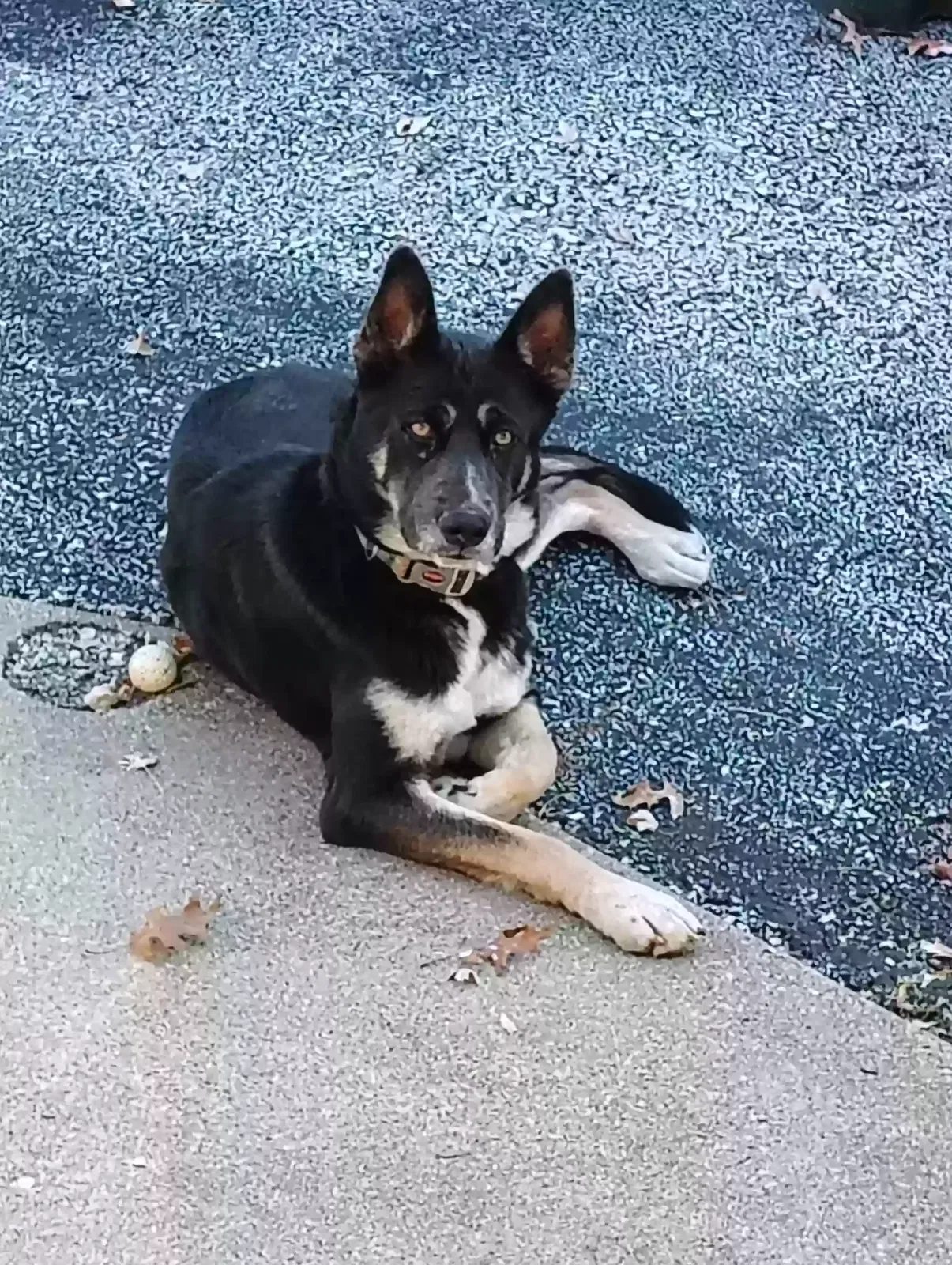 Found dog in Springfield, MO, 65803