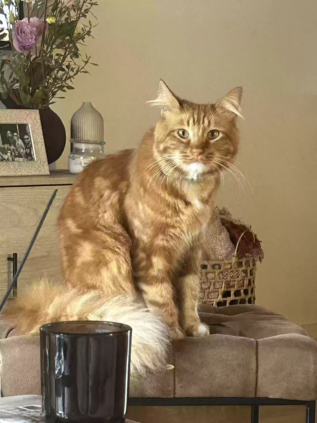Lost cat in Santa Monica, CA, 90405