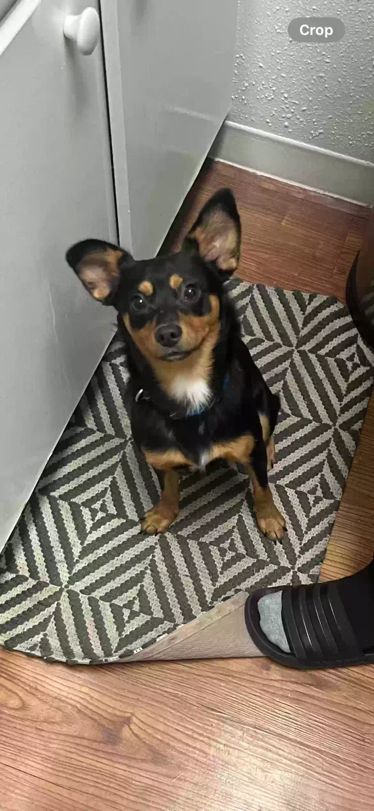 Lost dog in Houston, TX, 77043