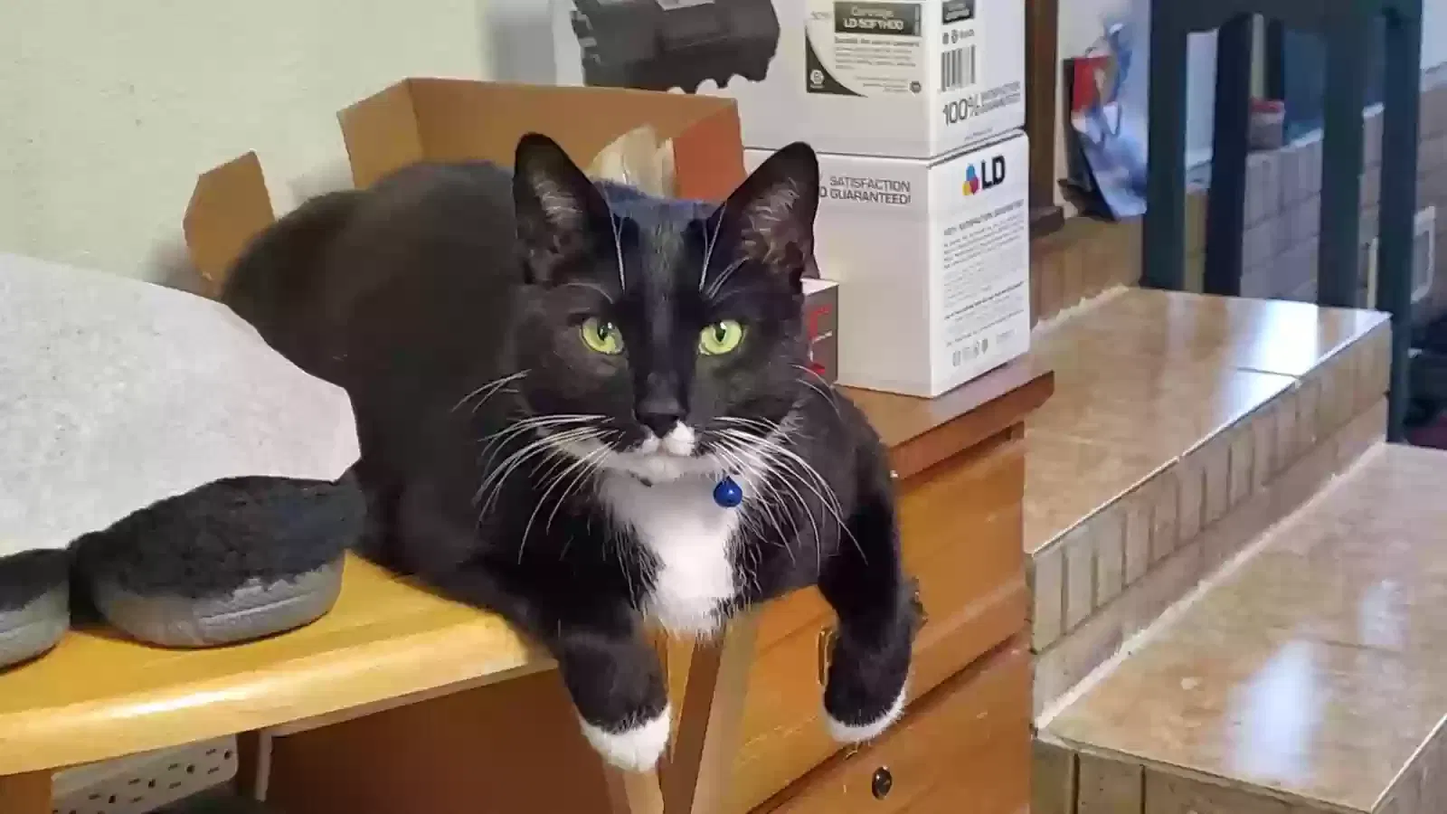 Lost cat in Monroe, NC, 28110